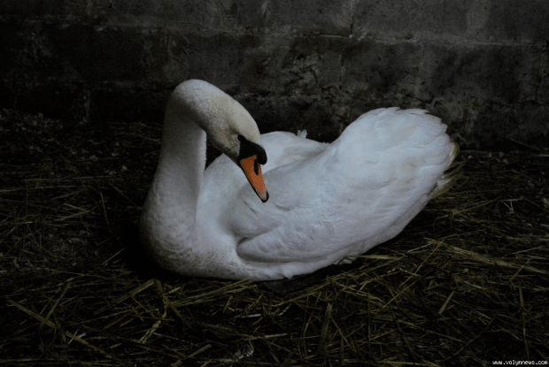 Лебедю на водоймі у Луцьку допомагають плавати рибалки
