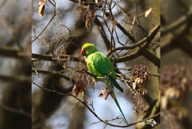 У Чернівцях вулицями літають папуги