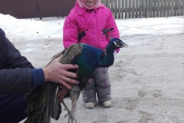 На Київщині зняли з дерева змерзлого павича