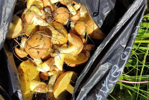 Гриби на кожному кроці: волинянин нарізав цілий пакет маслят (Відео)