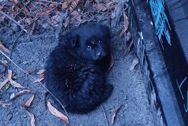 У Луцьку залишили напризволяще крихітне цуценя (Фото)