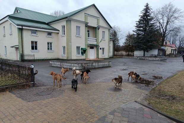 У громаді на Волині борються з проблемою бродячих собак