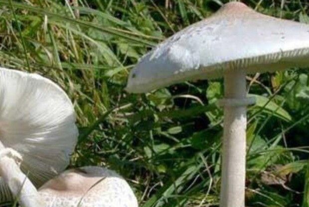На Рівненщині донька та матір отруїлись грибами, які приніс дідусь