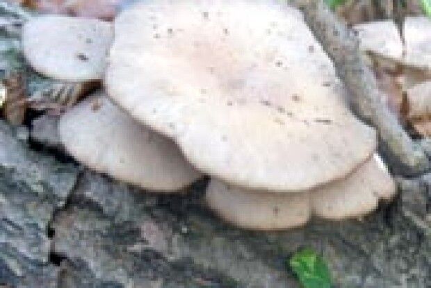 ДИВА ПРИРОДИ:  грибний сезон ще не скінчився