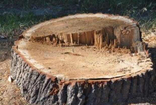 На Волині крадії спиляли дуба просто біля зупинки