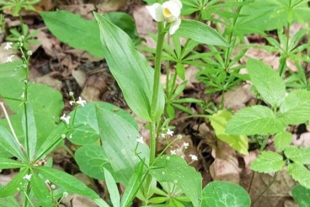 У нацпарку на Волині виявили рідкісну зникаючу рослину