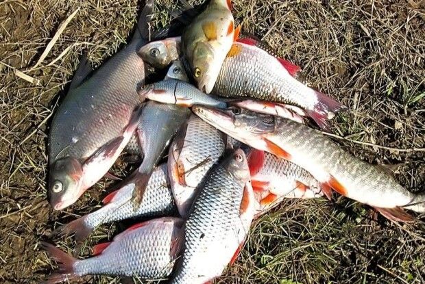 На Волині браконьєр заплатить понад 200 тисяч гривень за свій улов