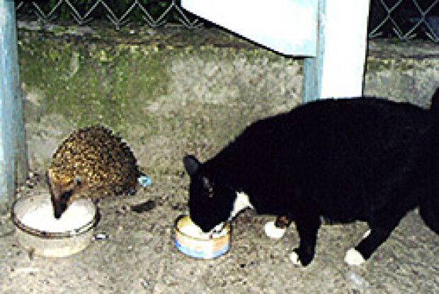 ФОТО НА КОНКУРС: полювали на мишей — захотіли пити…