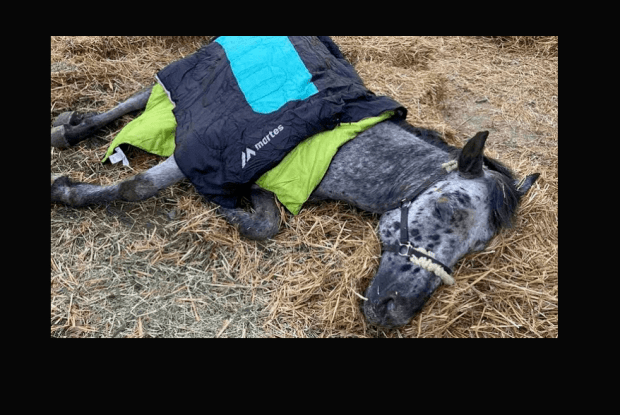 На Волині «мерседес» таранив підводу: загинув кінь