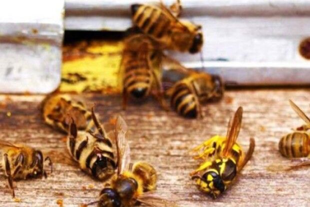 На Волині загинули понад 200 сімей бджіл