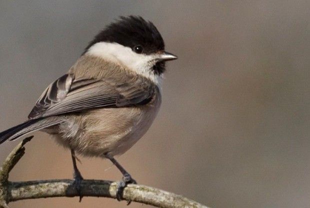 Поліська «колібрі»