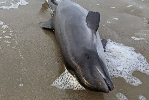 Через війну у Чорному морі гинуть дельфіни