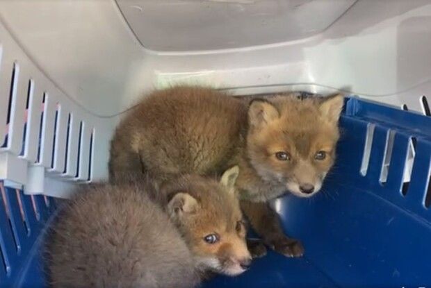 У Ковелі зловили браконьєра, який продавав лисенят (Відео)