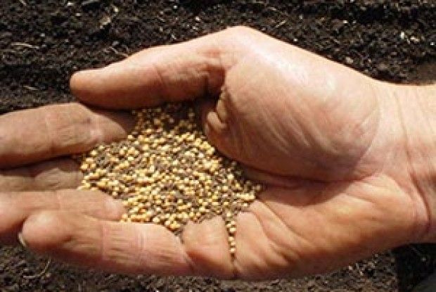 ПІДГОТОВКА НАСІННЯ  ДЛЯ ПОСІВУ