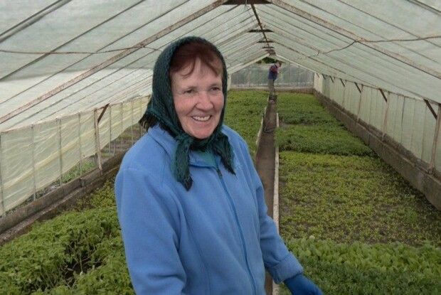 Три покоління родини Михальчуків-Дацюків вже 40 років будують тепличний бізнес на Волині (Відео)