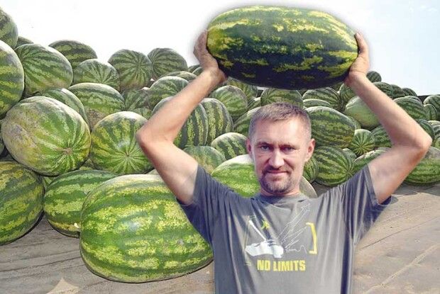 Волинський баштан не уступить херсонському!