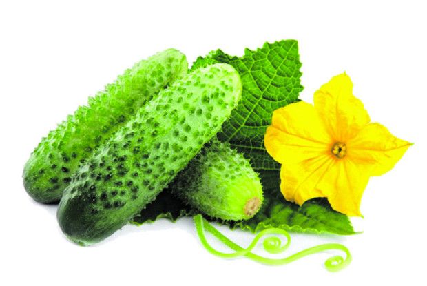 Посійте огірки правильно