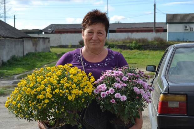 Ратнівчанка Галина Северинюк знає, що хризантеми можна пересаджувати цілий рік