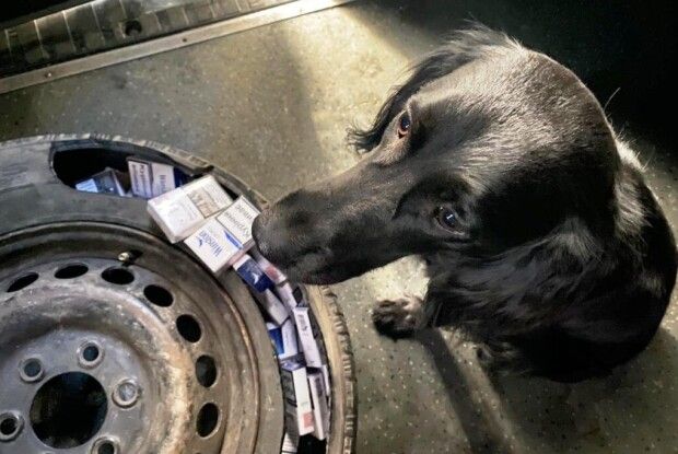 Діна та Айла стали найкращими у пошуках контрабандистів на Волинській митниці