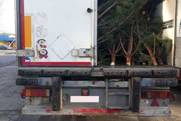 Поліцейські затримали фуру зі свіжозрубаними ялинками та соснами 