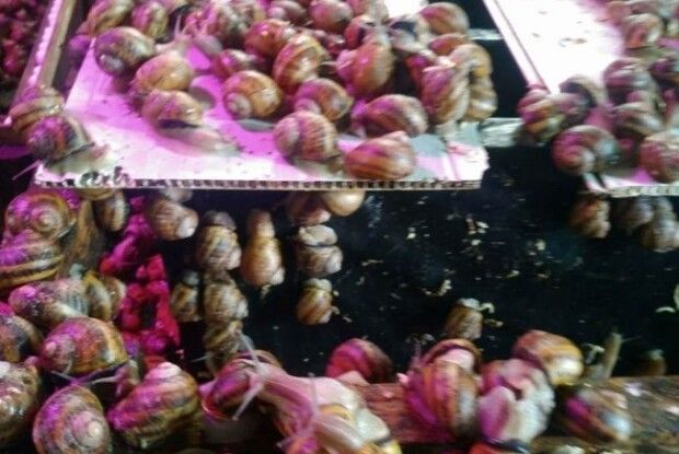 На Рівненщині створили «біолабораторію равликів», яку бояться в росії (Фото)