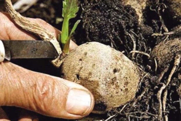 Живцюємо жоржини