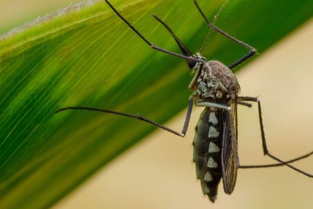 Білл Гейтс вкладає гроші у... комарів-убивць! 