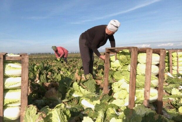 У селі на Волині вирощують популярну овочеву культуру (Відео)