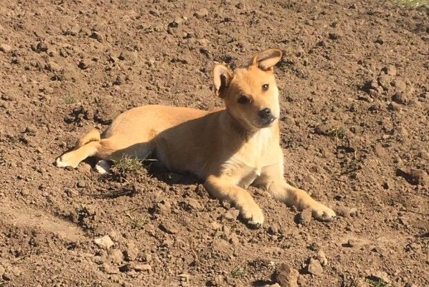 У Луцьку диво-собацюра шукає господарів
