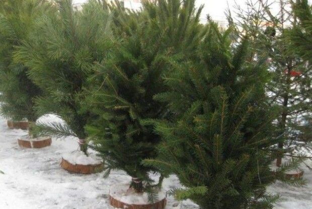 Визначили, де у Ківерцях продаватимуть новорічні ялинки 