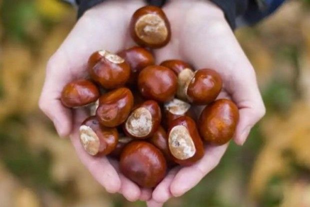 Збираю каштани  й готую з них ліки