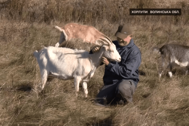 Зоотехнік здійснив свою мрію і створив на Волині козяче царство (Відео)