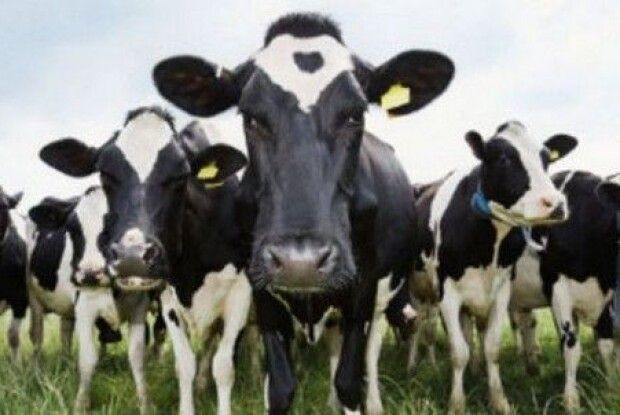 Перша сімейна молочна ферма у Млинівському районі. І друга – у Рівненській області
