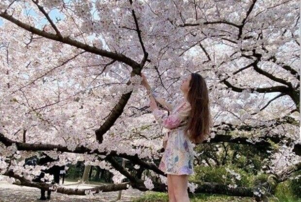 Лучанка, яка живе в Японії, показала, як цвітуть в Токіо сакури (Фото)