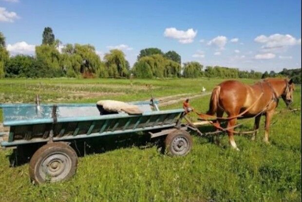 На Ківерцівщині в жінки вкрали воза з конем: грабіжника посадили на 4 роки
