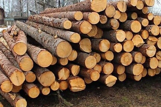 Волинянин підробляв документи, щоб продавати деревину