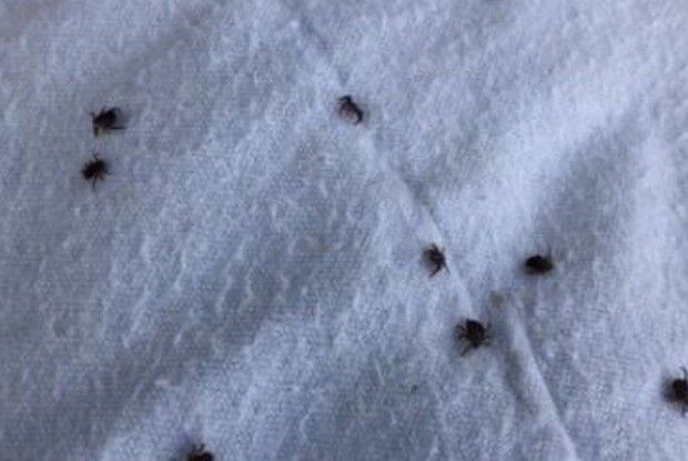 На Волині почався сезон кліщів: покусані вже звернулися до медиків