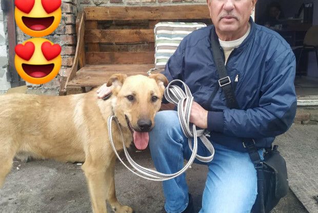 У Луцьку чотири собацюри та один котисько впіймали за хвіст своє чотирилапе щастя (Фото)