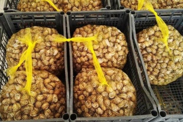 Фермерське господарство «Равлик-2016» відкриває склад на Сицилії