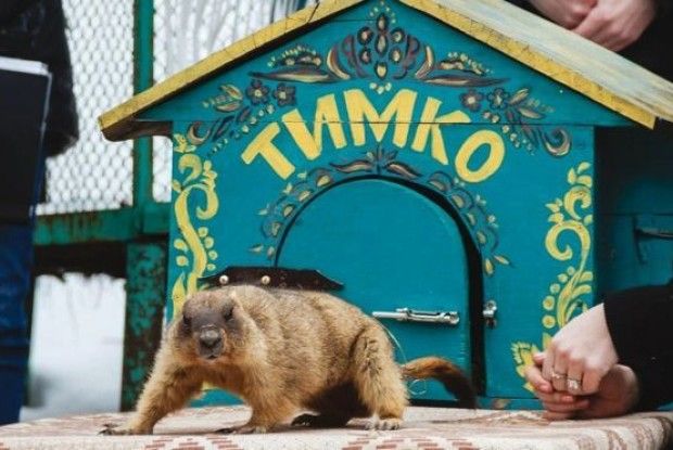 Бабак Тимко побачив свою тінь і сховався