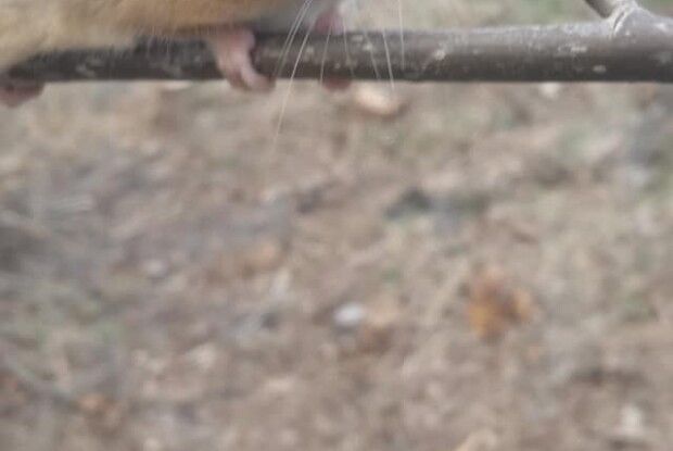 Волинянка натрапила в лісі на рідкісного звіра (Фото)