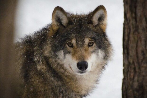 Хижаки наближаються до сіл: на Волині знову фіксують сліди вовків