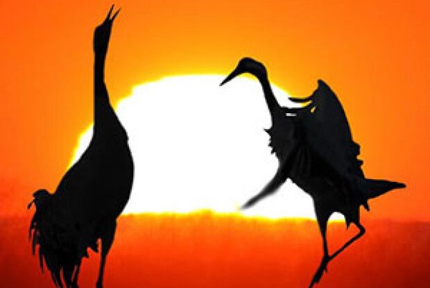 ЇХНЄ ЧЕКАННЯ