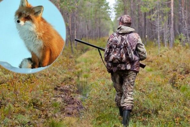 На Волині будуть санітарно відстрілювати лисиць