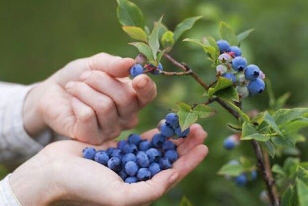 Французьким косметологам знадобиться волинська чорниця