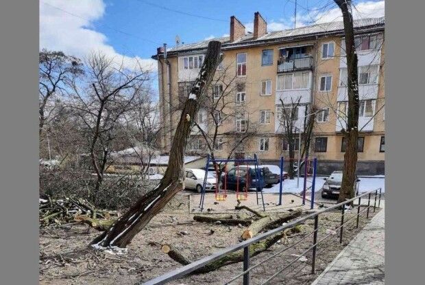 У Луцьку дерева обрізали самовільно (Фото)