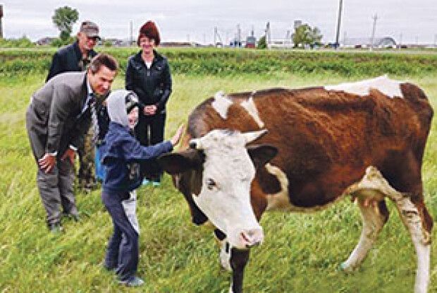 ЯК ВИБРАТИ ХОРОШУ КОРОВУ?