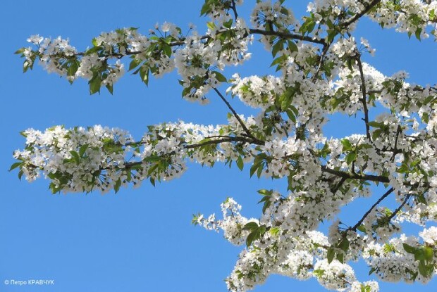 Після аномально теплого квітня на Волині – рекордно теплий початок травня