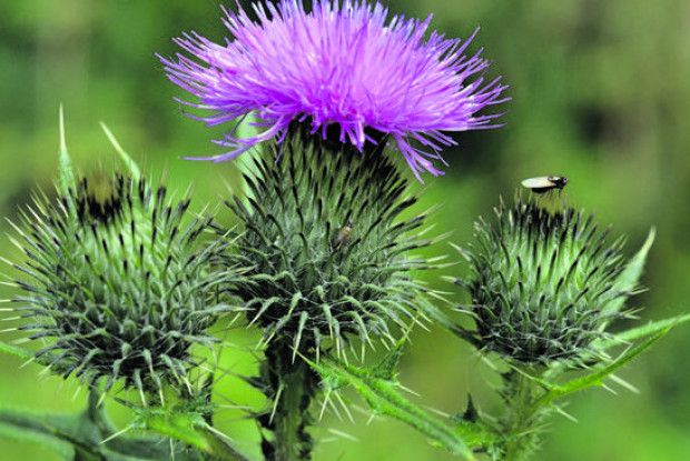 Ґедзі бояться будяків