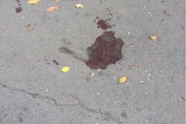 Невідомі розстріляли 15 безпритульних собак: деякі тварини були вагітні (Відео)